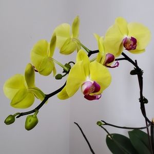 Meet your Posher, Yona